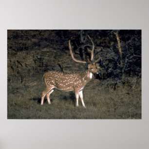 Poster Cerfs communs repérés