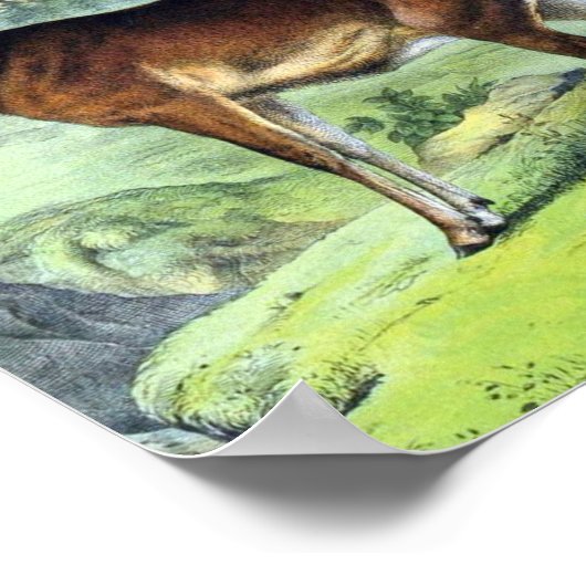 Poster Cerfs et rennes (Coin)