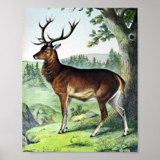 Poster Cerfs et rennes (Devant)