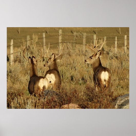 Poster Cerfs Mulets D30 (Devant)