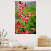 Poster Cerise De Choc Occidental (Prunus Virginiana) En A (Cuisine)