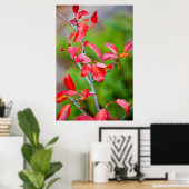 Poster Cerise De Choc Occidental (Prunus Virginiana) En A (Bureau à domicile)