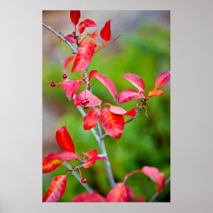Poster Cerise De Choc Occidental (Prunus Virginiana) En A