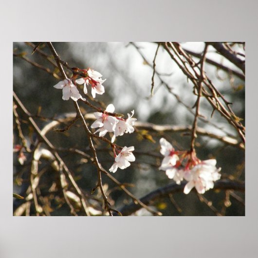 Poster Cerise de larme 2 (Devant)