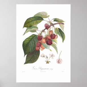 Poster Cerise, grand en forme de coeur