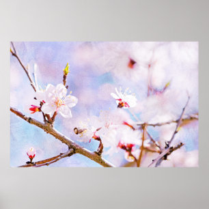 Poster Cerise Japonaise - Sakura En Fleur