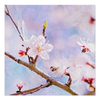 Cerise Japonaise - Sakura En Fleur