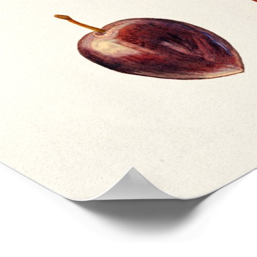 Poster Cerise Plum (Prunus Cerasifera var. Divaricata) (Coin)