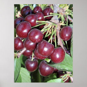 Poster Cerises de terril de l'Idaho