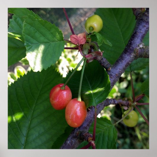 Poster Cerises en rouge (Devant)