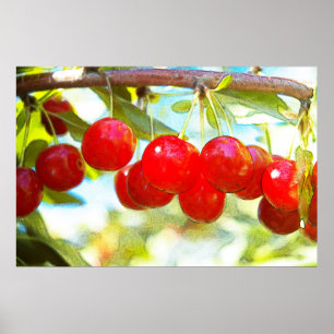 Poster Cerises mûres