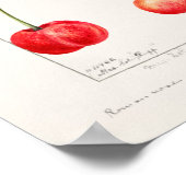 Poster Cerises (Prunus Avium) Aquarelle de fruits Peintur (Coin)