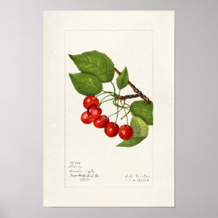 Poster Cerises (Prunus Avium) Aquarelle de fruits Peintur