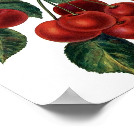 Poster Cerises rouges (Coin)