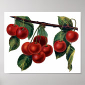 Poster Cerises rouges (Devant)