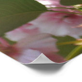 Poster Cerisier à Fleurs Doubles I Floralaison de Printem (Coin)