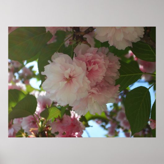 Poster Cerisier à Fleurs Doubles I Floralaison de Printem (Devant)