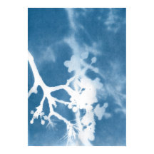 Cerisier du Japon Cyanotype Inspiration Vintage