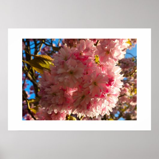 Poster Cerisier en fleurs (Devant)