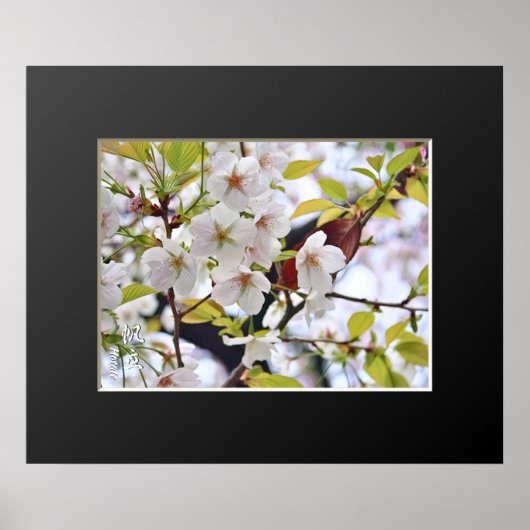 Poster Cerisier en fleurs : Hotate (Devant)