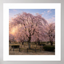 Cerisier pleureur au coucher du soleil – Impressio
