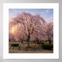 Cerisier pleureur au coucher du soleil – Impressio