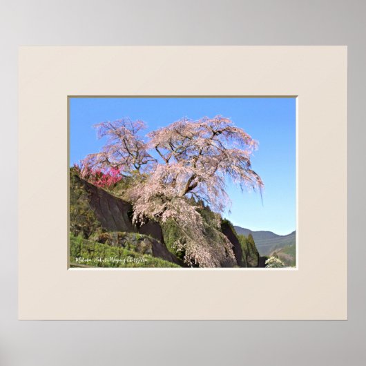 Poster Cerisier pleureur Matabei-Zakura (Devant)