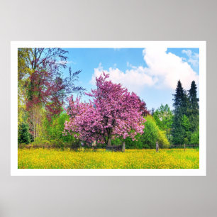 Poster Cerisier Violet Sur Fleur Jaune