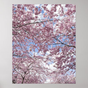 Poster Cerisiers en fleurs