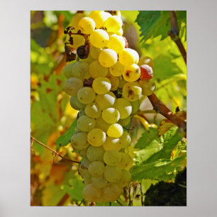 Poster Certains Chasselas dans le vignoble - plantés il y