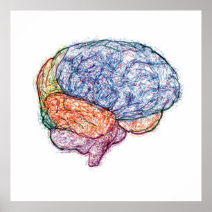 Poster cerveau