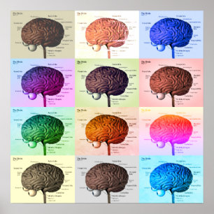 Poster Cerveau/Couleur