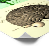 Poster Cerveau/Couleur (Coin)