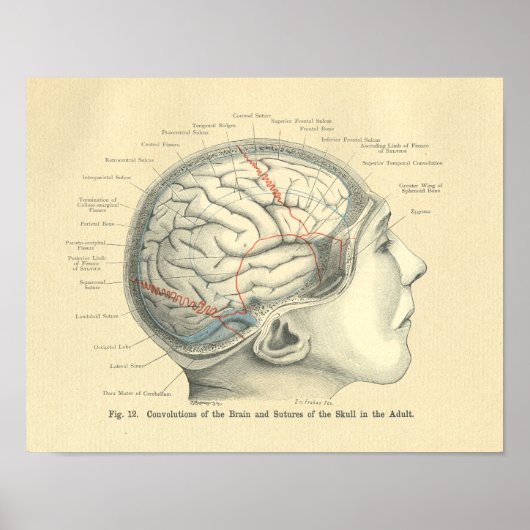 Poster Cerveau et crâne anatomiques vintages Frohse (Devant)