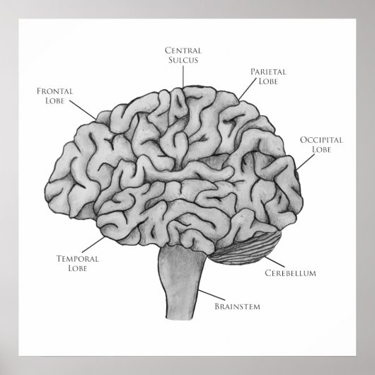 Poster Cerveau scientifique (Devant)