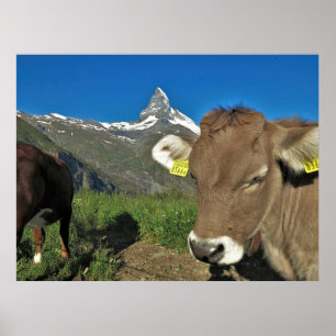 Poster Cervin et vache