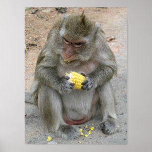 Poster C'est à moi !! ... Singe Macaque Sauvage Thaïlanda