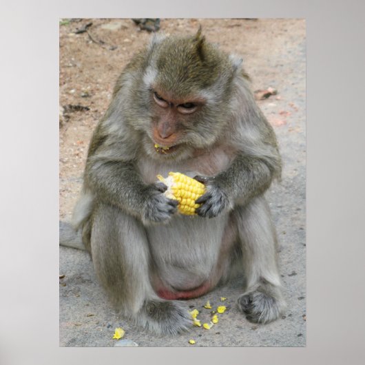 Poster C'est à moi !! ... Singe Macaque Sauvage Thaïlanda (Devant)