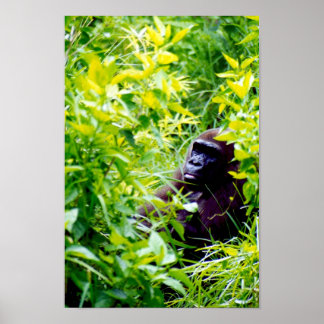 Poster C'est bizarre d'être un gros singe.