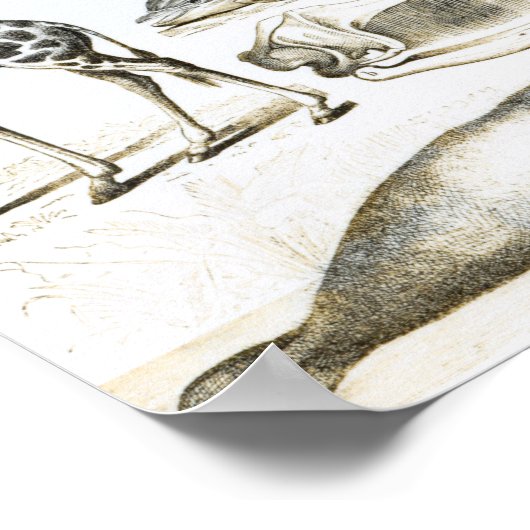 Poster Cétacée Edentata (Coin)