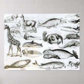 Poster Cétacée Edentata (Devant)