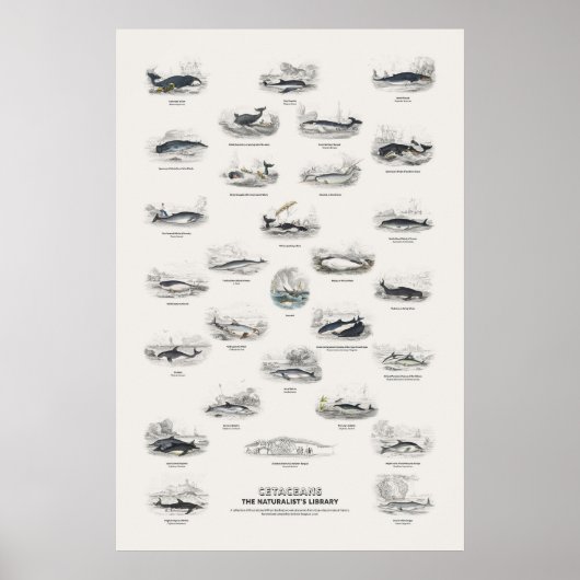 Poster Cétacés - Bibliothèque du naturaliste (Devant)