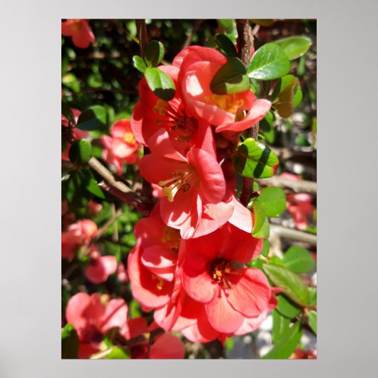 Poster Chaenomeles japonica, coing ornemental (Devant)