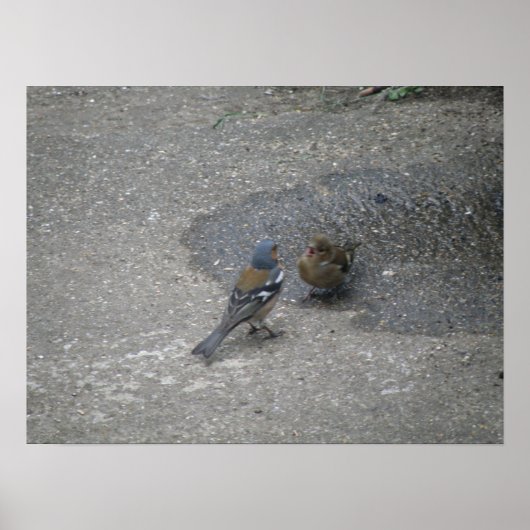 Poster Chaffinch chante pour son souper Print (Devant)