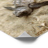 Poster / Chalet de tortue de mer à tête germinale (Coin)