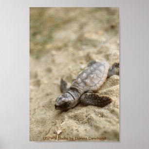 Poster / Chalet de tortue de mer à tête germinale