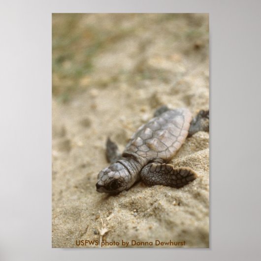 Poster / Chalet de tortue de mer à tête germinale (Devant)