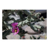 Poster Challa Cactus en fleurs (Devant)