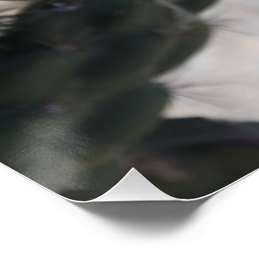 Poster Challa Cactus en fleurs (Coin)