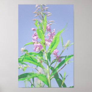 Poster Chamaenerion angustifolium Fleurs de mauvaises her